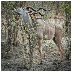 Botswana 01  Landrover safari - Kudu