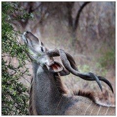 Botswana 02  Landrover safari - Kudu