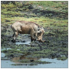 Botswana 03  Landrover safari