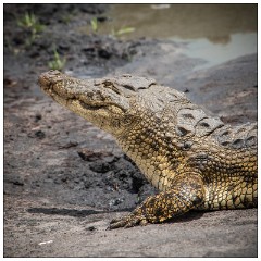 Botswana 05  Landrover safari - Crocodile
