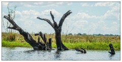 Botswana 06  River Safari