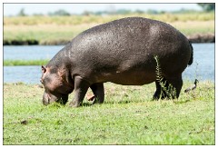 Botswana 07  River Safari