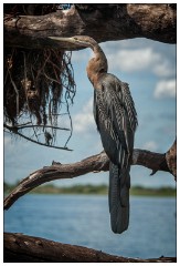 Botswana 09  River Safari