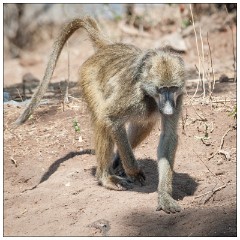 Botswana 10  River Safari