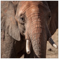 Zimbabwe 01  Close up of Elephant