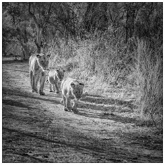 Zimbabwe 02  Lions out for a morning Walk