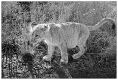 Zimbabwe 03  Baby Lion