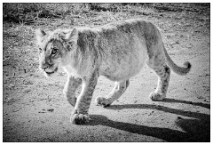 Zimbabwe 04  Baby Lion