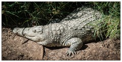 Zimbabwe 06  Old Crocodile