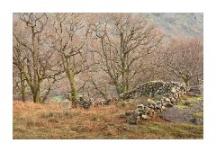 Old Wall above Borrowdale