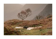Tree high above Borrowdale