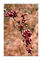 Autumn Berries