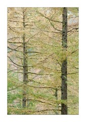 Great Wood Derwentwater