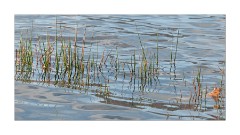 Reeds in the sunlight