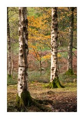 Trees in sunlight Hawes End