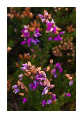 Autumn Heather