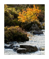 Rowan ablaze - Glen Sligachan