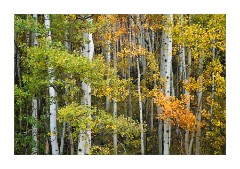 Aspens changing colour
