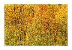 Aspens just turning red on the  Silver Thread Highway