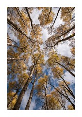 Looking up at the Aspens