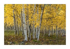 Silverton Aspen Trees