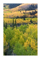View of Aspens along the Silver Thread highway