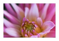 Pink Dahlia