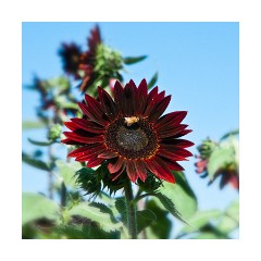 Red Sunflowers USA