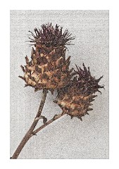 Still Life - dried seed heads