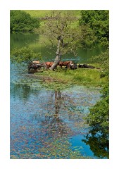 Cows keeping cool Loughrigg Tarn