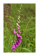 Foxglove