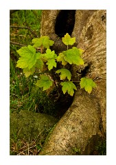 New Growth Penny Rock