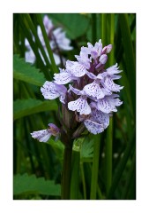 Orchids at Buttermere