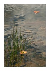 Reeds and Golden Leaves
