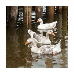 Waiting to be fed Portinscale