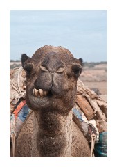Face of a Camel