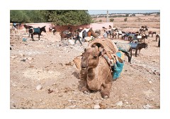 01 Essaouira and Surrounding Area