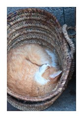 Cats in a Basket