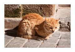 Ginger Cat