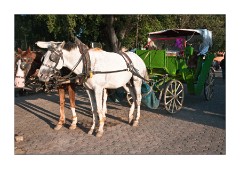 Djamaa El Fna Square Horses
