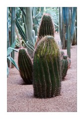 The Marjorelle Gardens Cactus