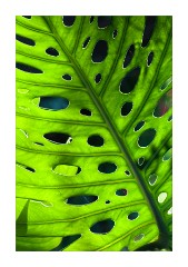 The Marjorelle Gardens Green Leaf