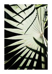 The Marjorelle Gardens Leaf Patterns