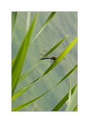 Dragonfly in the reeds