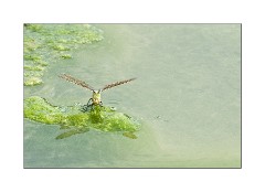 Dragonfly just landed