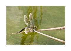 Dragonfly laying eggs