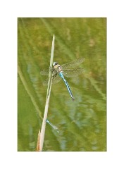 Dragonfly on a reed