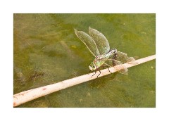 Burwash Manor Farm July 2010