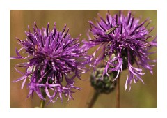 Insect on Flower Head