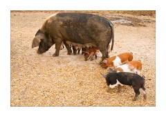 Pigs at Burwash Manor Farm